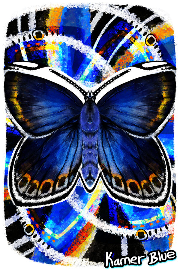 🔷Karner Blue 🦋